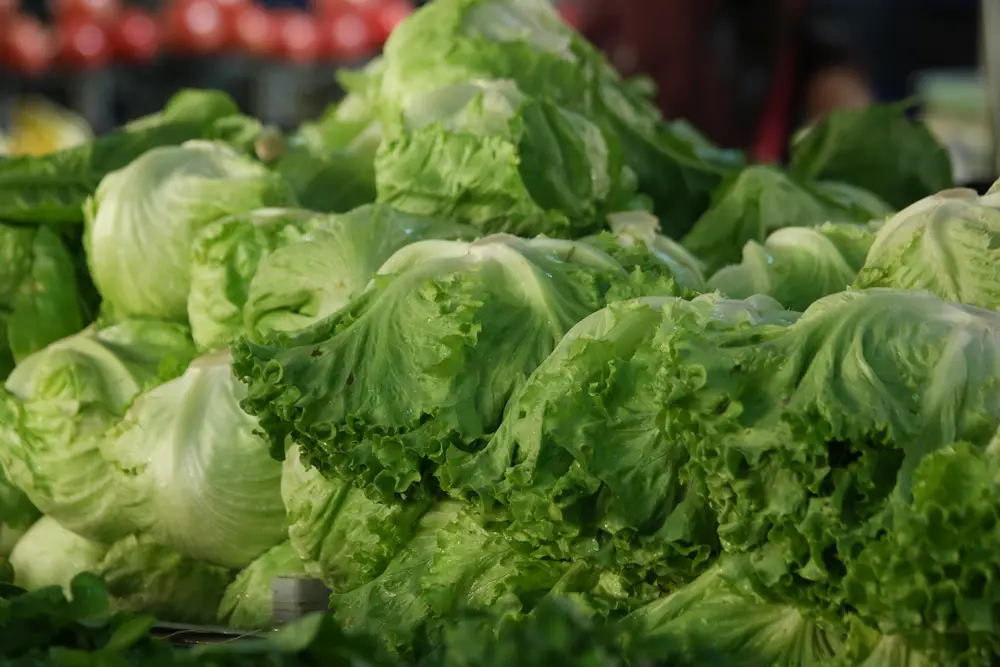 fresh-iceberg-lettuce-on-market-stall-2024-09-17-18-19-17-utc